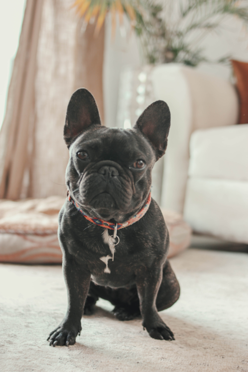 black french bulldog full grown